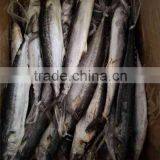 Frozen Whole Round IQF Frozen Spanish Mackerel Fish thumbnail-6