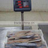 Spanish Mackerel New Filelts thumbnail-5