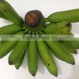 Vietnam Fresh baby banana