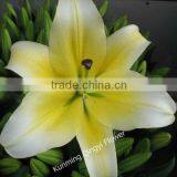 Kunming Qingyi Fresh Cut Flowers Multicolor Oriental Hybrid Lily Blooming Lily thumbnail-3