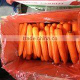Cheap Carrot, Common Carrot thumbnail-1