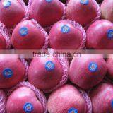 88# Qinguan Apple thumbnail-6