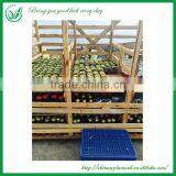 Ornamental Indoor Graft Mini Cactus Bonsai thumbnail-5