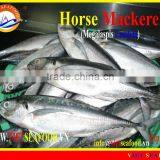 W/R FROZEN HORSE MACKEREL thumbnail-3