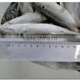 SEA FROZEN HORSE MACKEREL FISH WHOLE ROUND thumbnail-4