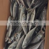 sea frozen horse mackerel 20cm+ 2016