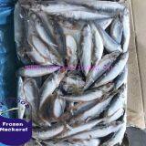 Top Grade Quality Pacific Mackerel Fish,Seafrozen Scomber Japonicus(Hot Sale) thumbnail-1