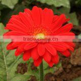 Flower 4 Seasons Wholesale Fresh Gerbera Flowers thumbnail-5