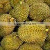 BEST PRICE VIETNAM FROZEN DURIAN thumbnail-5