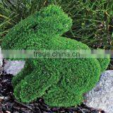 Animal Shape Boxwood Topiary thumbnail-2