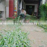 Sallow Willow Twig Peeling Machine thumbnail-5