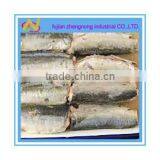 Big 425 Grams Canned Mackerel Fish in Brine(ZNMB0025)