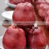Red Delicious Apple thumbnail-1