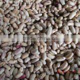 Light Speckled Kidney Bean on Sale thumbnail-2