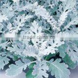 Senecio Cineraria Silver Dust Dusty Miller Silver Dust