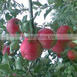 Fresh Gala Apple Exporter in China thumbnail-6