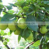 Fresh Early su Pear With Best Price by Whole Sale thumbnail-3