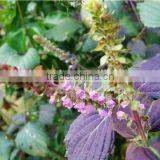 Herbel Clod Pressed Tech Perilla Seed Oil Useful thumbnail-2