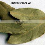Bay Leaves thumbnail-1