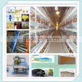 Poultry farming using full automatic chicken feeding system