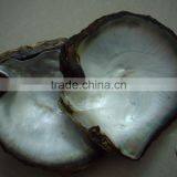 Black Lip Mother of Pearl (MOP) Raw Shell Pinctada Margaritifera