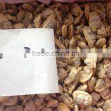 Short Necked Clam Meat thumbnail-4