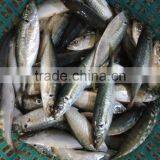 Frozen Horse Mackerel Fresh Seafood Small Eye Horse Mackerel thumbnail-4