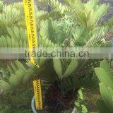 Zamia Furfuracea Bonsai Dia 8-20cm thumbnail-4