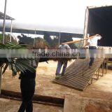 Trachycarpus Fortunei Palm thumbnail-1