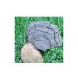 Common Phellinus Fungus P.E. thumbnail-1