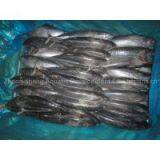 Supply Bonito Tuna thumbnail-2