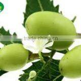 Neem Seed Oil in Expoxy Coated Steel Drums thumbnail-6