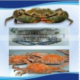 Whole IQF Frozen Blue Swimming Crab