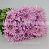 Plant Flower Chrysanthemum Flower Ball With 10 Stems/Bundle Chrysanthemum Flower For Ceremony With 0.5kg/Bundle Chrysanthemum Pi
