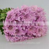 For Birthday Decoration Decor Chrysanthemum With 10 Stems/Bundle Mini Fresh Chrysanthemum With 0.5kg/Bundle Chrysanthemum Pink C thumbnail-5
