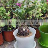 Different Size Wholesale Miniature Plant Pots With Tray thumbnail-1