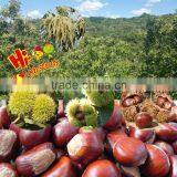 Organic Fresh Chestnuts For Sale--best for Chestnuts Roasting thumbnail-2