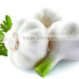 Supply First-top Jinxiang Farm Garlic