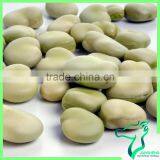 New Stock Dried Broad Beans thumbnail-6
