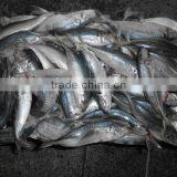 Frozen Fresh W/R Horse Mackerel China-made Fish thumbnail-4