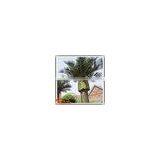Wholesale Plastic Wood Fiberglass Outdoor Artificial Mini Palm Trees thumbnail-4