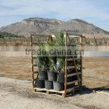 BRAHEA ARMATA thumbnail-5