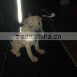 Glow in the Dark Reflective Pet Collar thumbnail-1