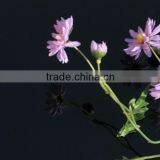 Home Decor PAINTED GLASS thumbnail-3