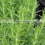 Pure Essential Rosemary Oil