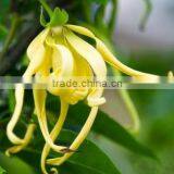 100 Pure and Natural YLANG YLANG Oil Best Exporters of Certified