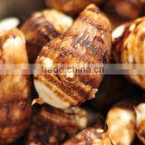 Fresh Fiji Taro Cheap Price thumbnail-4