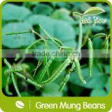 High Quality Green Mung Beans Foul Medames thumbnail-2