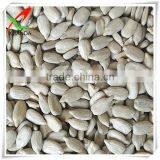 Sunflowerkernel Great Sunflower Seeds Kernel China Inner Mongolia thumbnail-2