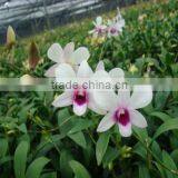 Dendrobium Hybrids Blooming Orchids Plant